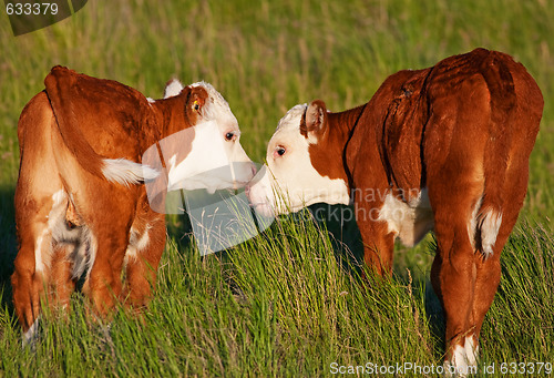 Image of Kissing Calves