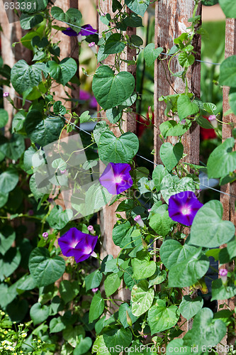 Image of Morning Glories