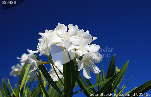 Image of Madeiran Flower