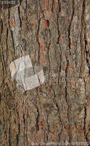 Image of Pinetree bark texture
