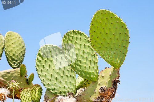 Image of Tzabar cactus, or prickly pear 