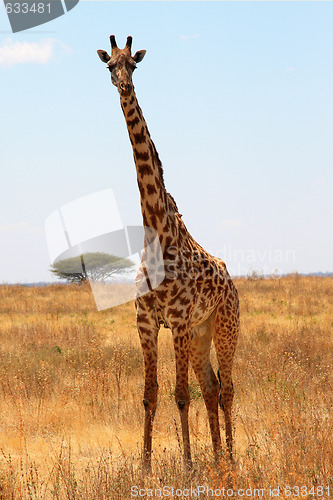 Image of Giraffe in plain savanna 