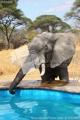 Image of Elephant stealing water from swimming pool 