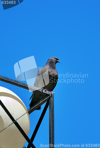 Image of rock pigeon sitting on street lamp 