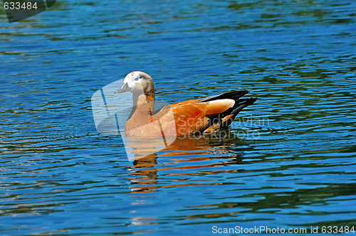 Image of brown duck in a pond 