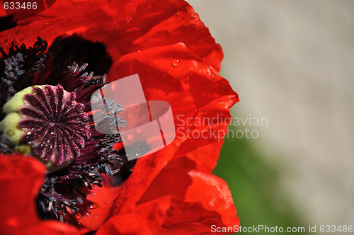 Image of red poppy flower zoom 