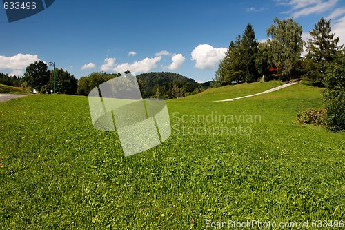 Image of Lush Alpine meadow in bright summer day