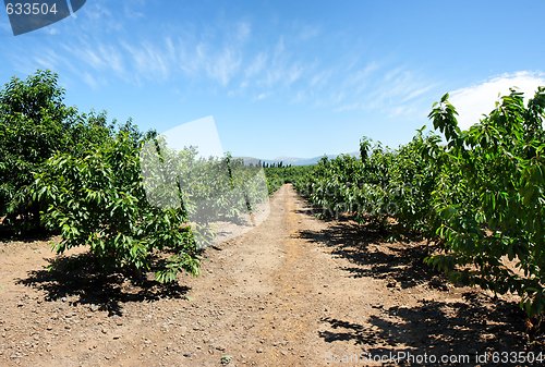 Image of Alley between tree rows in the cherry orchard in summer