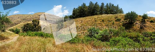 Image of Scenic hills with yellow grass and green trees