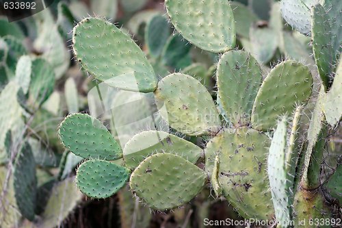 Image of Tzabar cactus, or prickly pear 