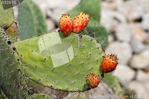 Image of Fruits of tzabar cactus, or prickly pear