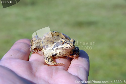 Image of toad