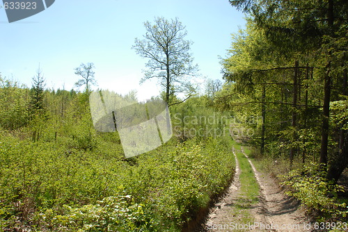Image of forest path