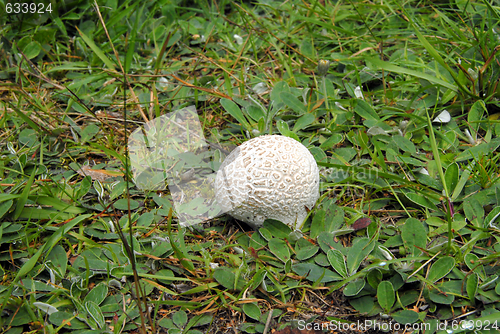 Image of puffball