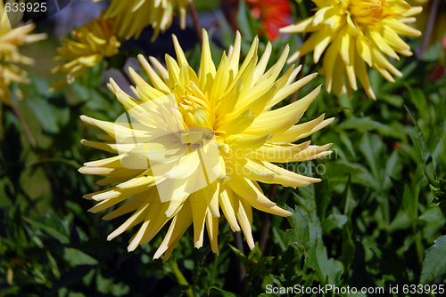 Image of flowers in my garden