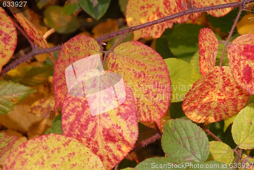 Image of leaves