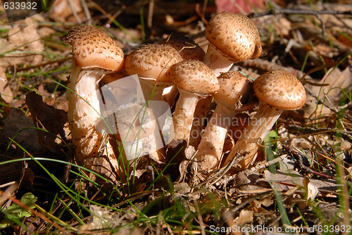 Image of mushrooms in forest