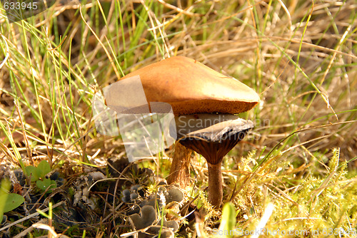 Image of slippery jack and other mushroom