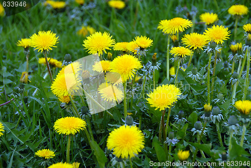 Image of Dandelions