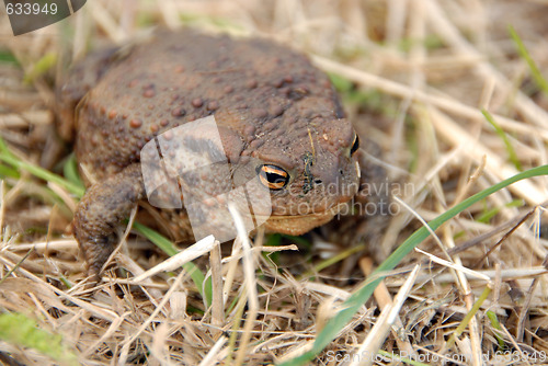 Image of toad or frog in grass