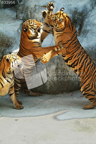 Image of Three tigers