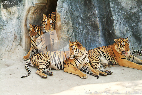 Image of A tiger family