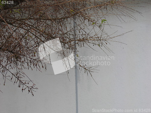 Image of tree in front of wall