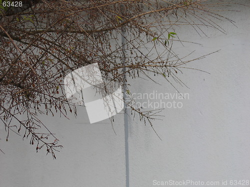 Image of tree in front of wall