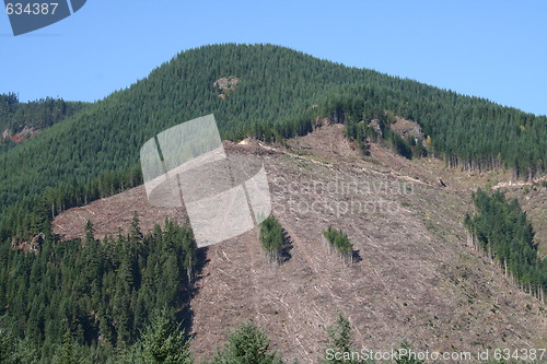 Image of Clearcut Logging