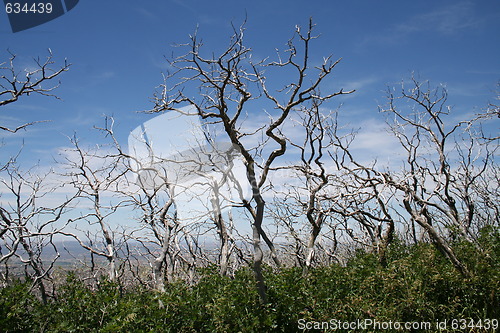 Image of Oak Forest Regrowth