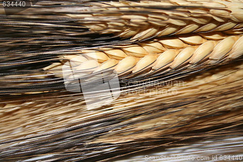 Image of Oats