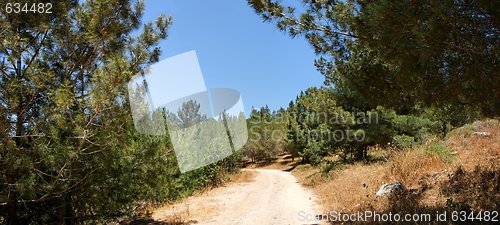 Image of Empty hiking trail in the pinetree woods 