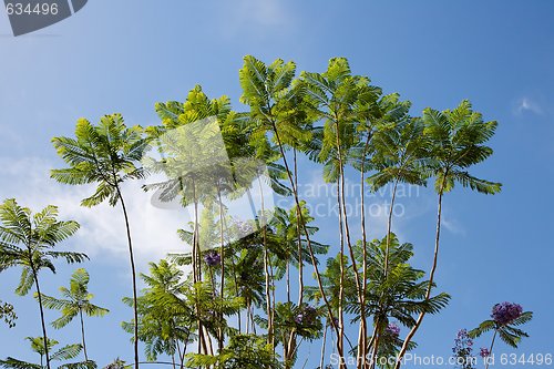 Image of Acacia tree branches and violet flowers on sky background