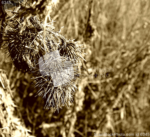 Image of Burdock detail, winter time