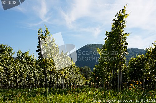 Image of Vineyard rows on mountainous background