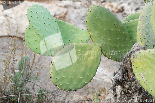 Image of Tzabar cactus, or prickly pear