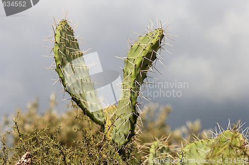 Image of V-shaped leaves of zabar cactus, or prickly pear