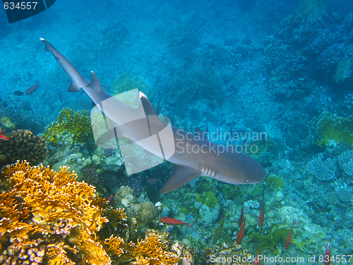 Image of Whitetip reef shark and coral reef