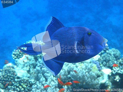 Image of Dark blue triggerfish