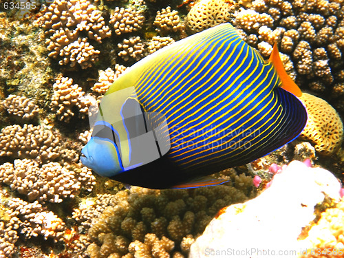 Image of Emperor angelfish and coral reef