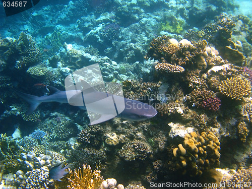 Image of Shark and coral reef