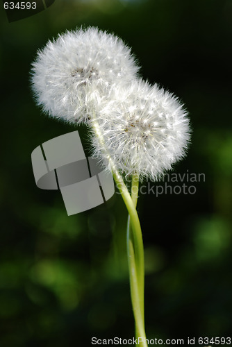 Image of Two Dandelions