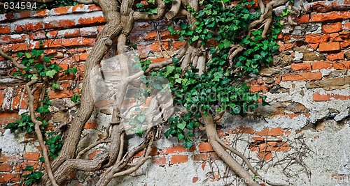 Image of Tree trunks climb like snakes on the red brick wall 