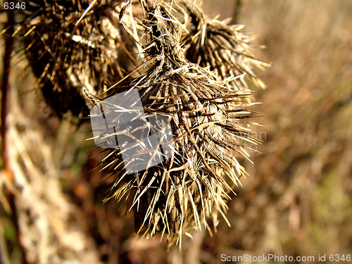 Image of Burdock detail, macro