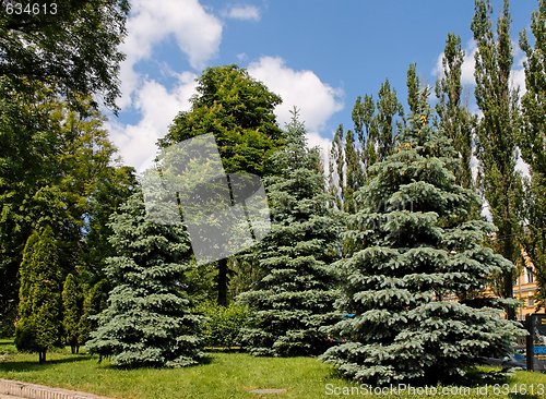 Image of Fir-trees, poplars and chestnut trees in the park on bright summer day