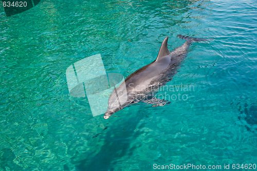 Image of Bottlenose dolphin swims in the green sea