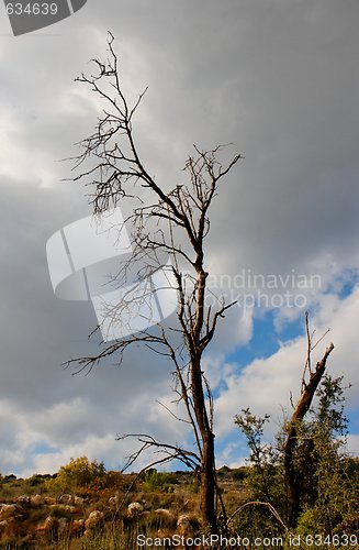 Image of Dry dead tree