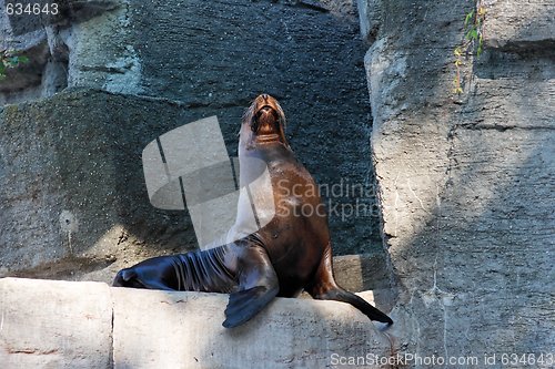 Image of Sea lion sitting on artificial rock in zoo