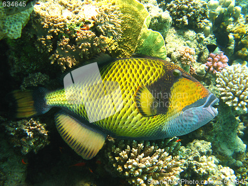 Image of Titan triggerfish and coral reef