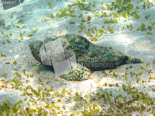 Image of Reef stonefish
